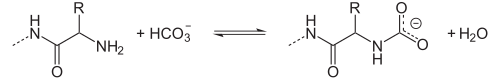 Gleichgewicht zwischen Aminogruppen und Carbamatgruppen bei Anwesenheit von Hydrogencarbonat