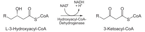 Beta-Oxidation3.svg