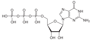 Guanosintriphosphat (GTP)