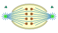 halboffene Orthomitose