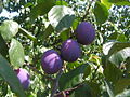 Pflaumen