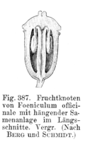 Hängende Samenanlage
