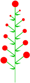 Geschlossener Blütenstand mit akropetaler Effloration