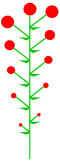 Geschlossener Blütenstand mit basipetaler Effloration
