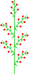heterothetische Doppeltraube