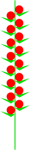 Ähre, Ährchen (nur 1–3 Blüten)