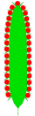 Kolben