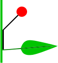 Konkauleszenz