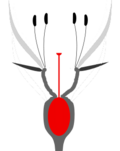 Unterständiger Fruchtknoten mit oben einem Hypanthium (epiperigyne Blüte)