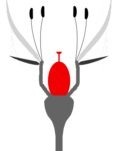 Mittelständiger Fruchtknoten (perigyne Blüte)