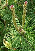 Beispiel für einen weiblichen Blütenstand eines Gymnospermen (hier Legföhre)