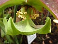 Sarracenia purpurea mit blattförmigem Griffel, unter dessen Spitzen die hakenförmigen Narben sitzen