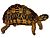 Psammobates geometricus 1872 white background.jpg