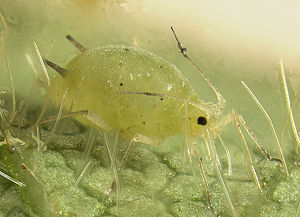 Sojabohnenblattlaus (Aphis glycines)