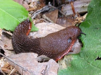 arion rufus