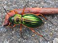 Laufkäfer (Carabus auratus) beim Fang eines Regenwurmes