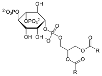 Strukturformel von PIP2, R steht für die Fettsäurereste Capryl, Oleyl, Palmityl, Arachidonyl oder Stearyl.