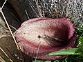 Helicodiceros muscivorus
