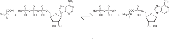 Aminoacyladenylat.svg