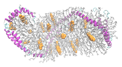 Apolipoprotein A1