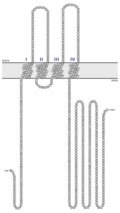 Occludin