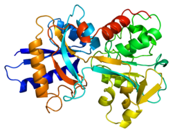 Serotransferrin